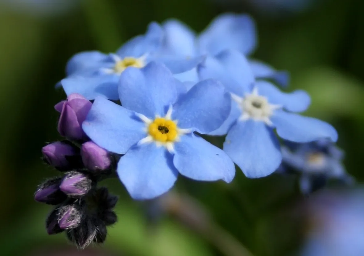 Myosotis