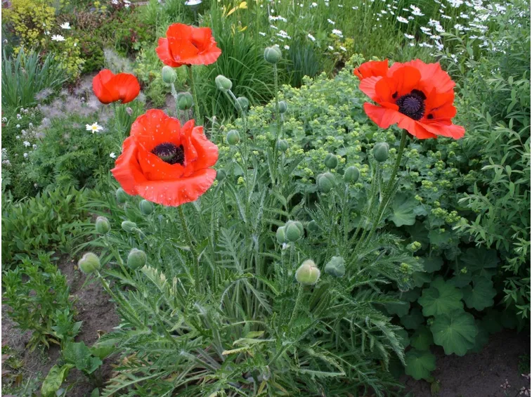 papavero