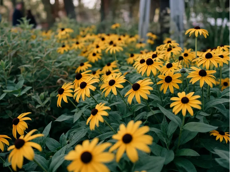 rudbeckia subtomentosa
