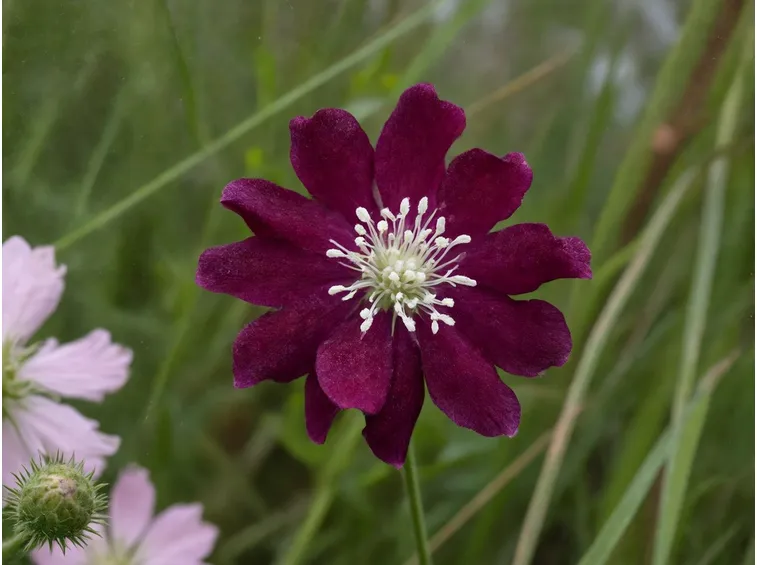 Scabiosa