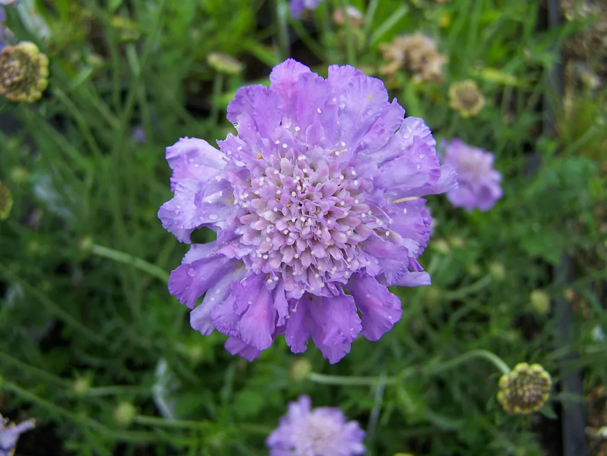 Scabiosa