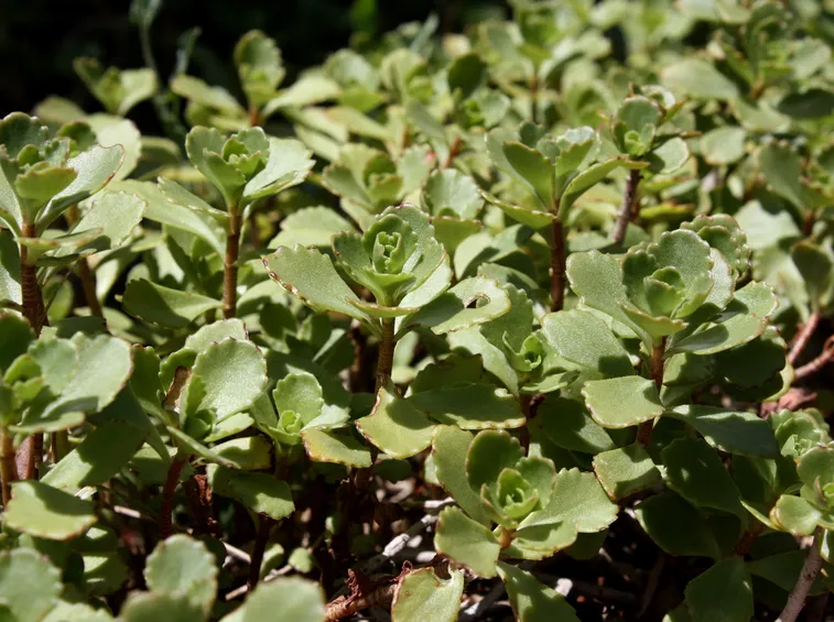 sedum