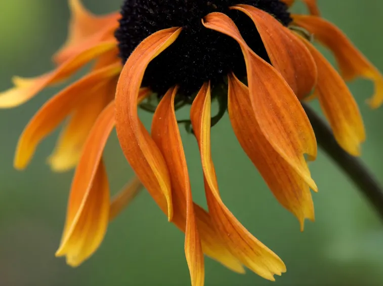 Rudbeckia