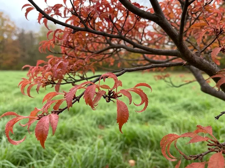 Acer palmatum crispum