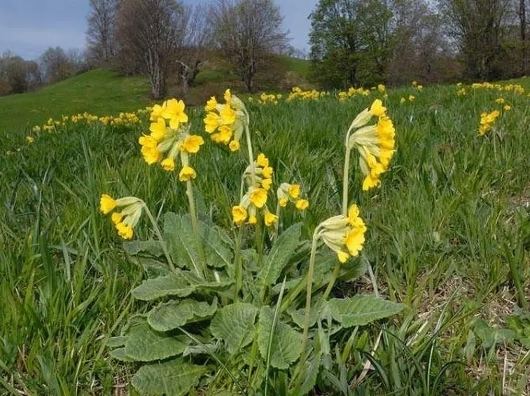 Primula veris