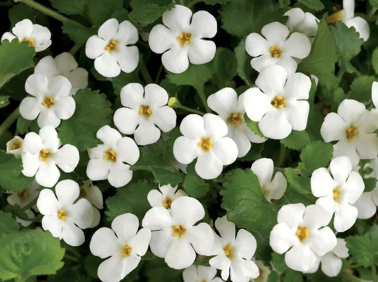Bacopa  