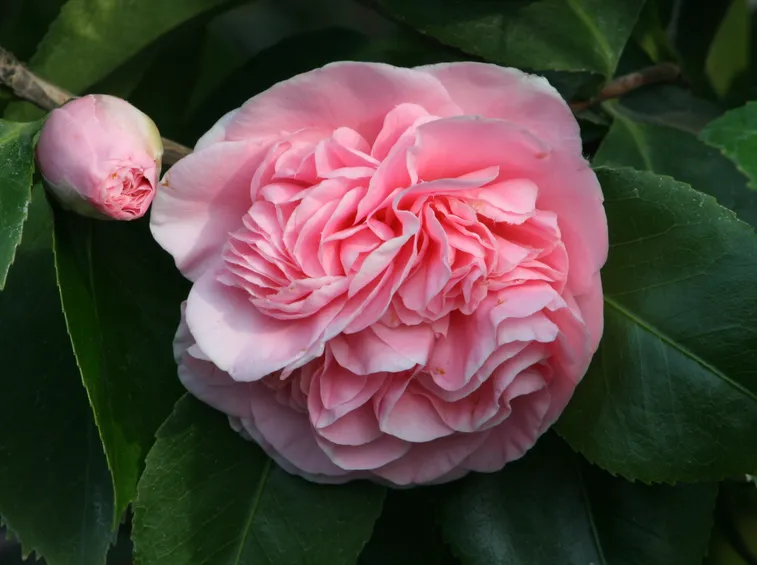 camellia