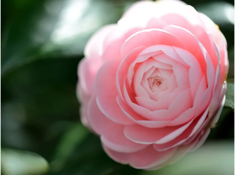 camelia japonica