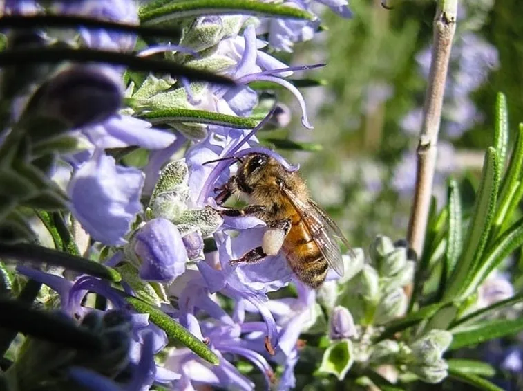 Aromatiche 