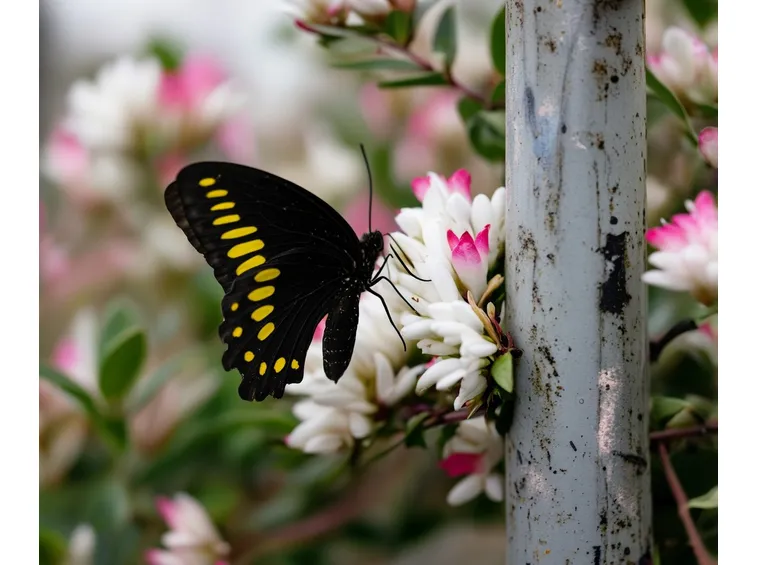 Fiori pianta abelia