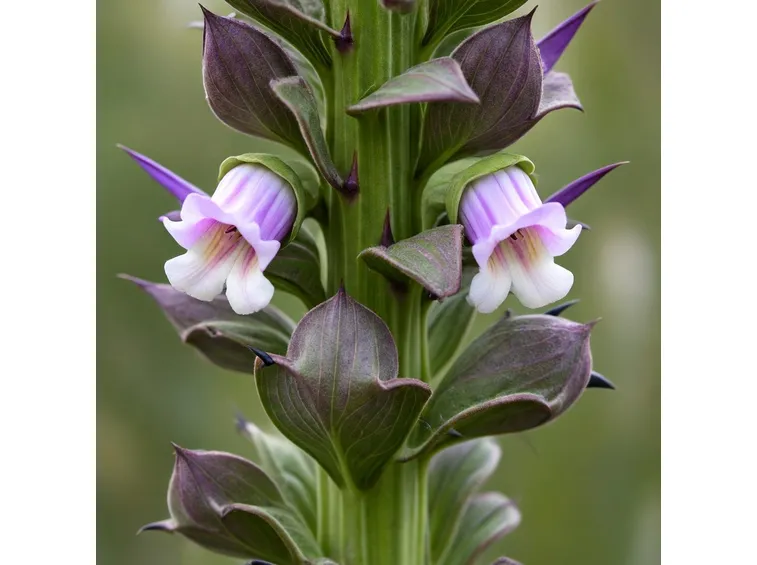 fiore acanto