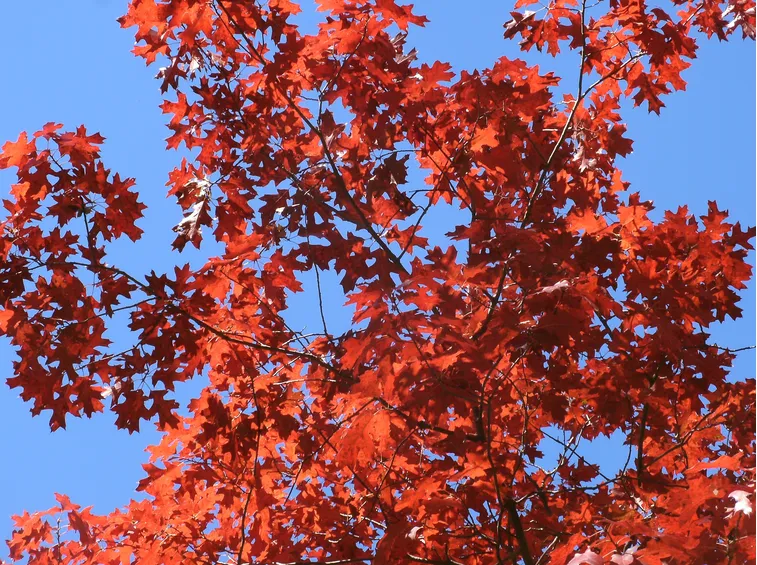 QUERCIA ROSSA