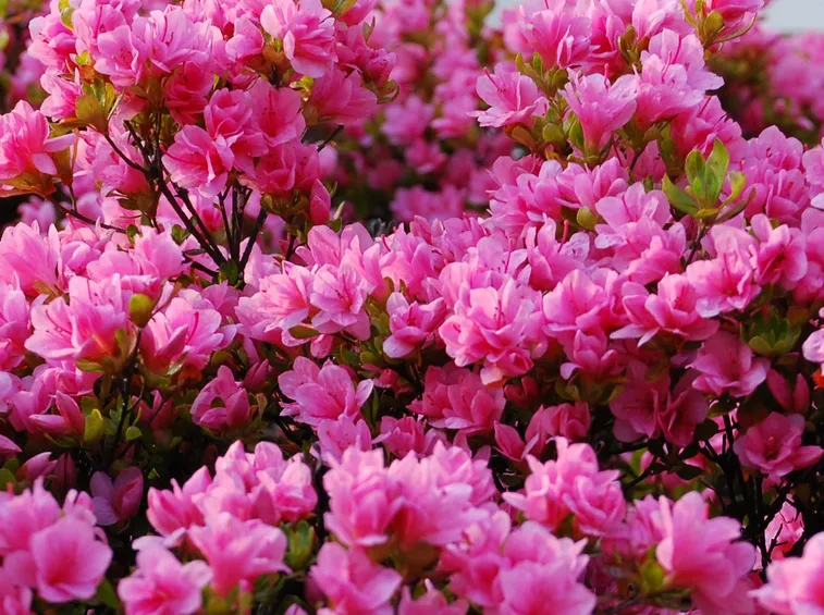 pianta azalea