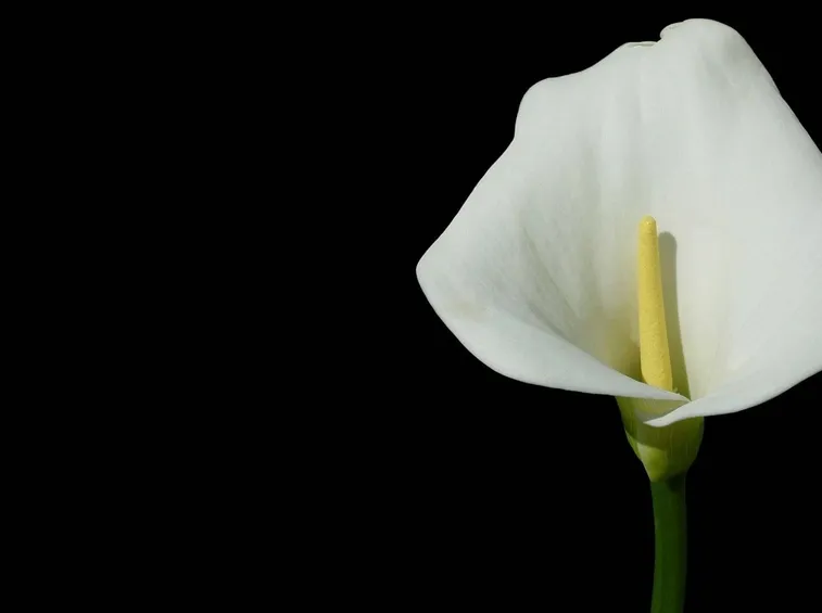 Fiore della Calla.