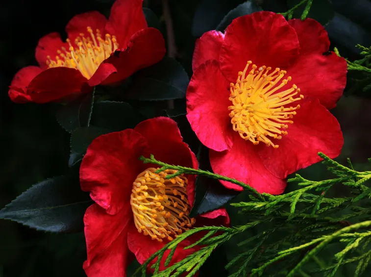 Camelia sasanqua.