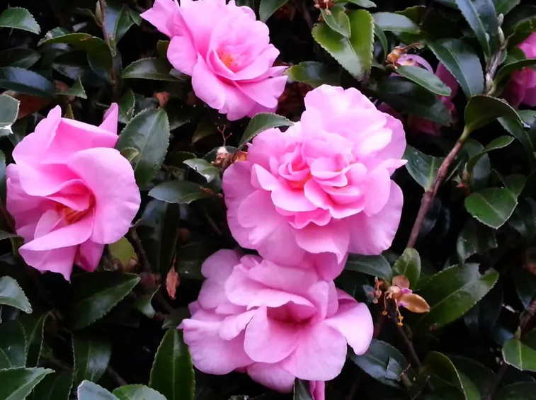 fiori rosa camelia sasanqua