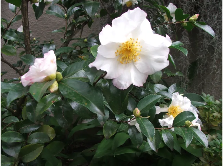 sasanqua fiore bianco