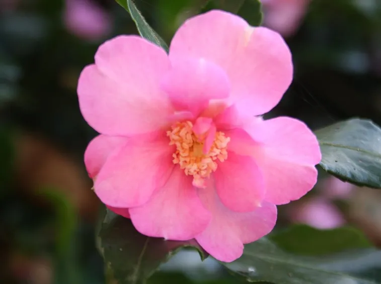 camelia sasanqua cleopatra