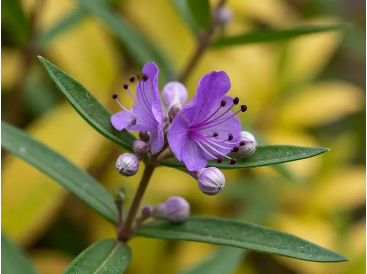 caryopteris
