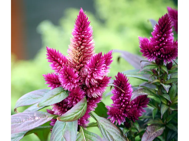 Celosia argentea