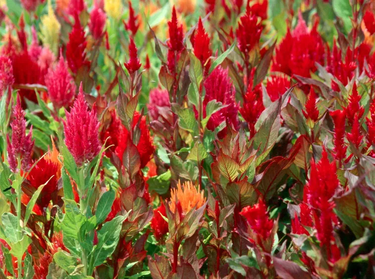 Celosia