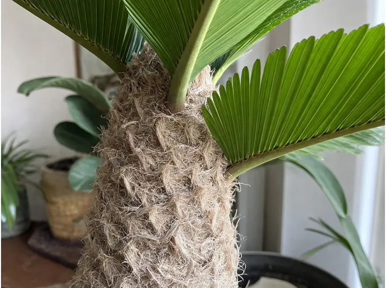 Fiore cycas