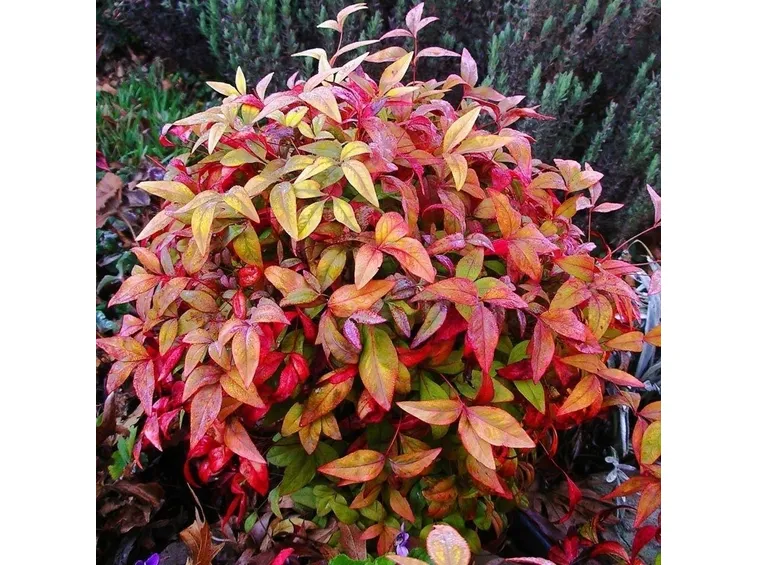 Nandina firepower