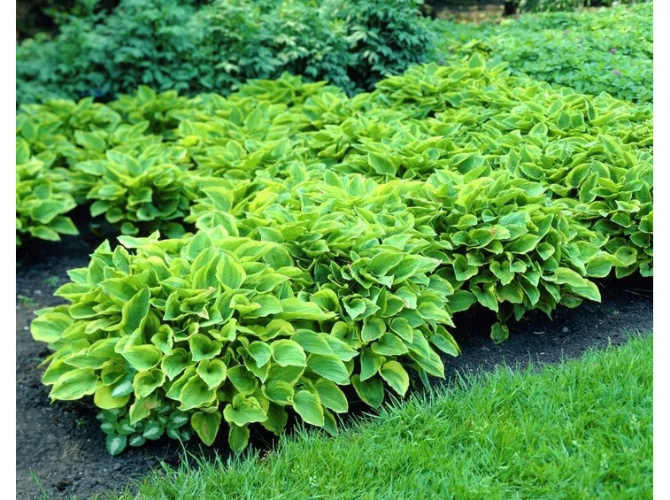 Hosta