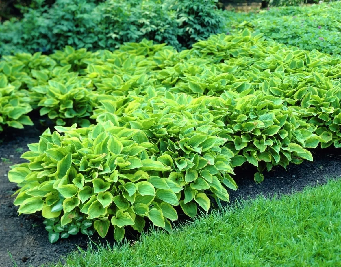 Hosta