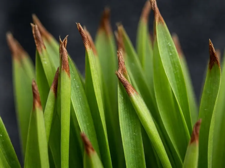 Foglie convallaria japonica