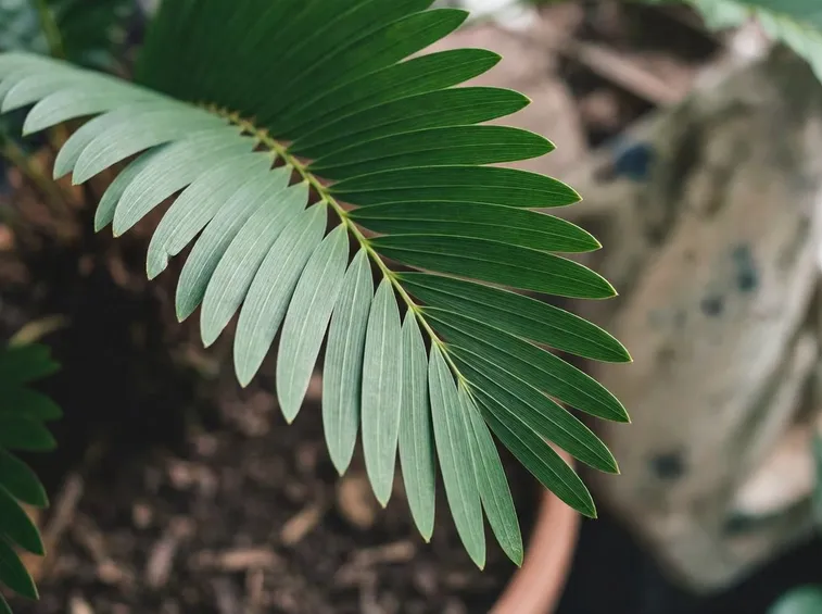 Fogliaa del Cycas bamboo