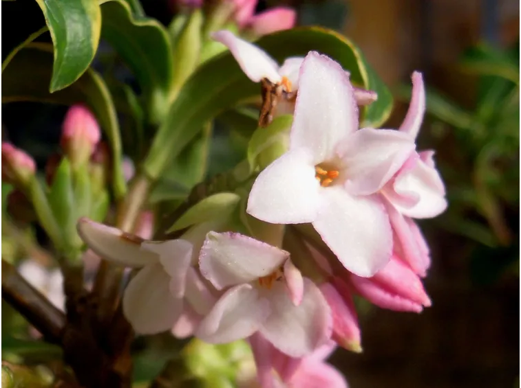 daphne