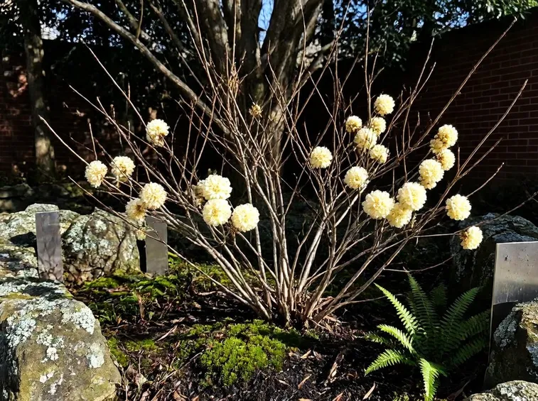 Edgeworthia chrysantha fiorita