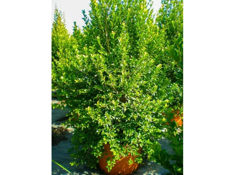 L'arbusto Eugenia myrtifolia