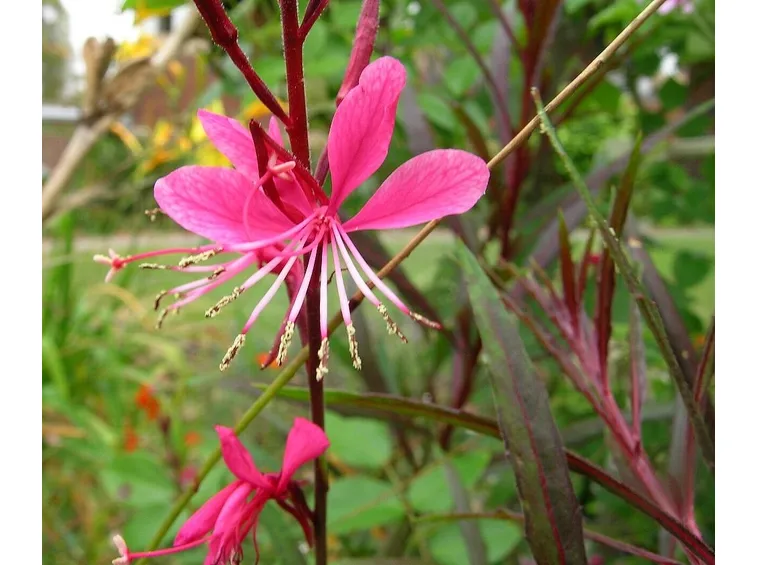 gaura