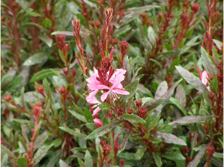 coltivare la gaura