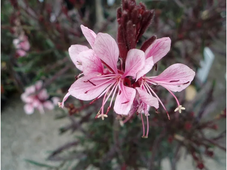 gaura
