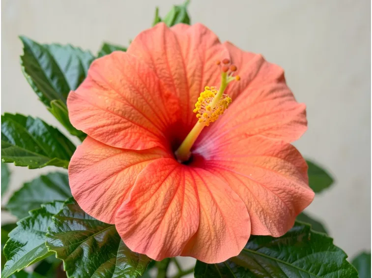 Fiore doppio di ibisco