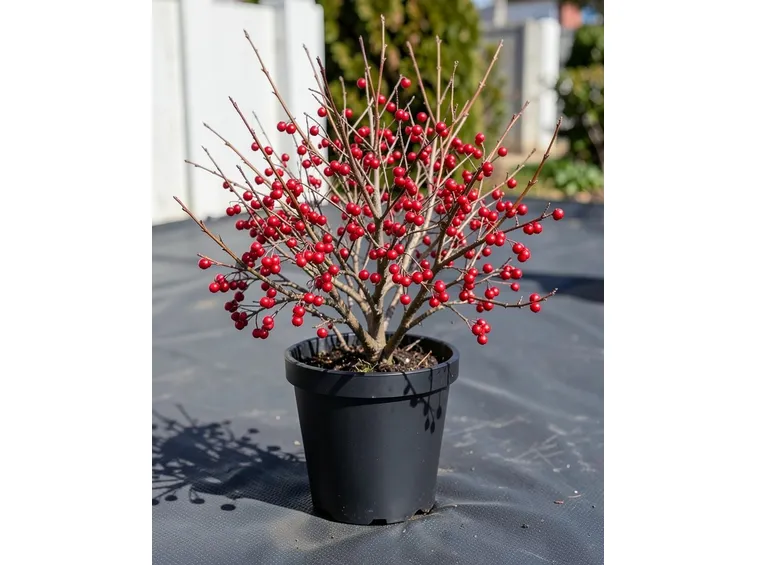 Coltivazioni ilex pianta
