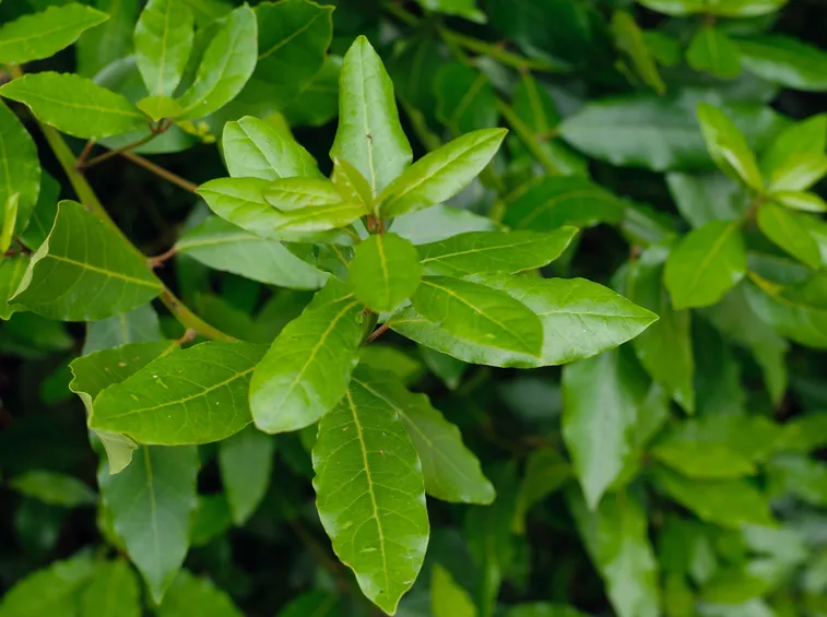 Il Lauro in giardino: un'ottima soluzione può essere la piantumazione in vaso.