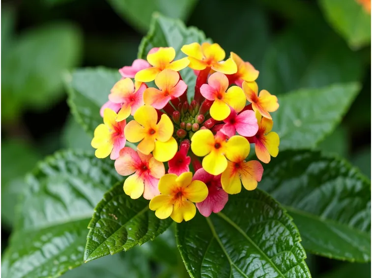 Lantana fiore