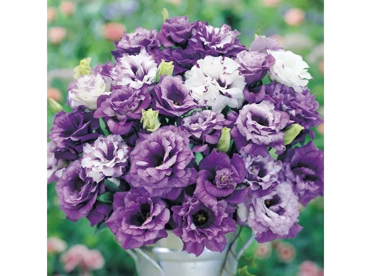 Fiori recisi di Lisianthus