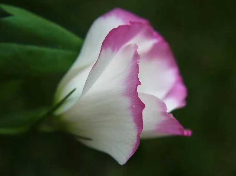 Pianta di Lisianthus