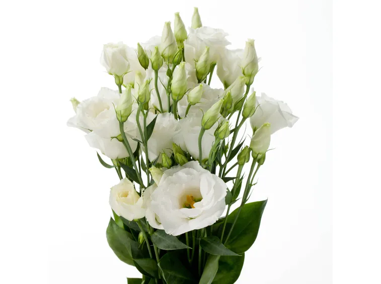 Lisianthus