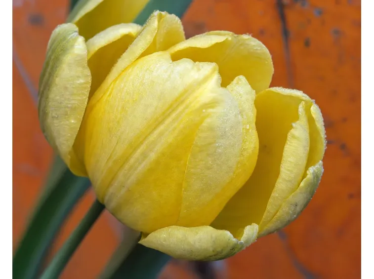 tulipani