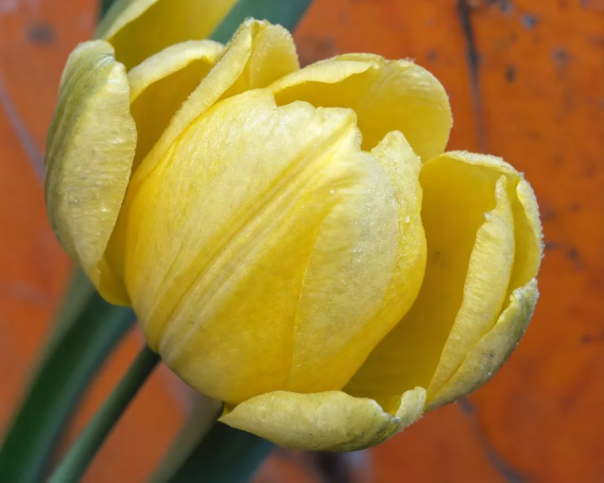 tulipani