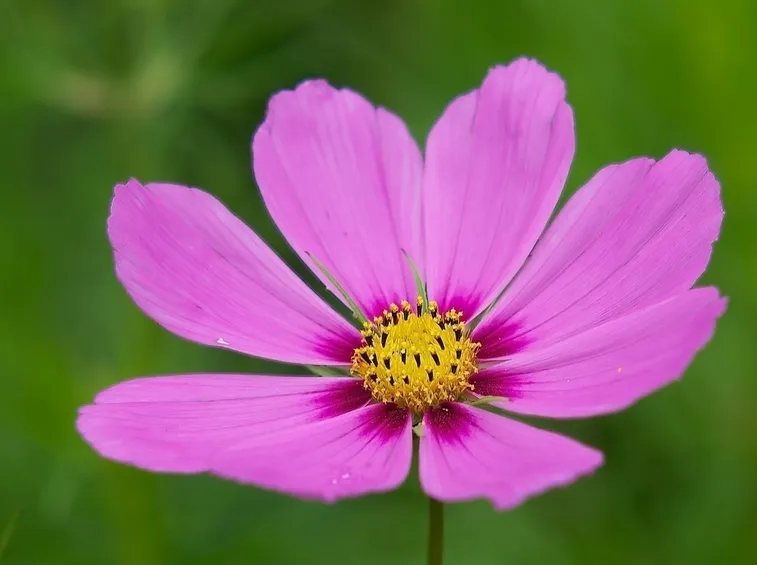 cosmea