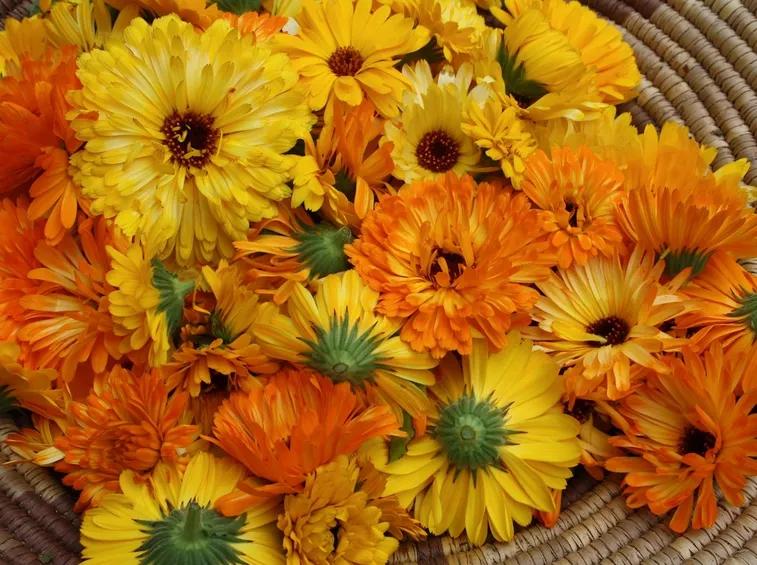 calendula