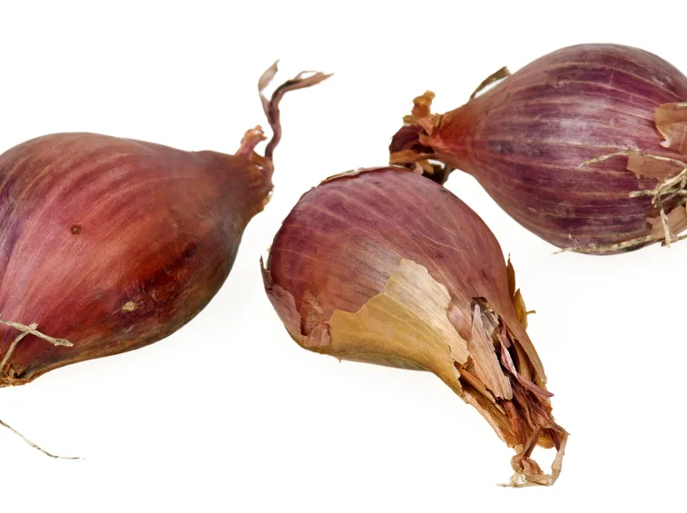 bulbose