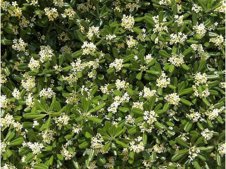pittosforum flowers